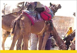 Camel Safari Adventure Tour