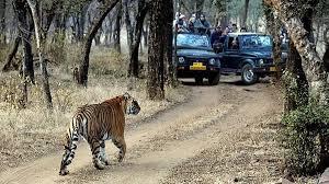 Ban on Mobile Phones in Ranthambore Tiger Reserve