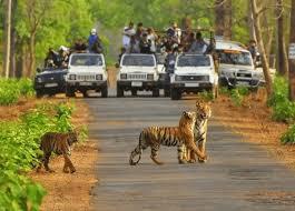 Tiger Reserves in Rajasthan
