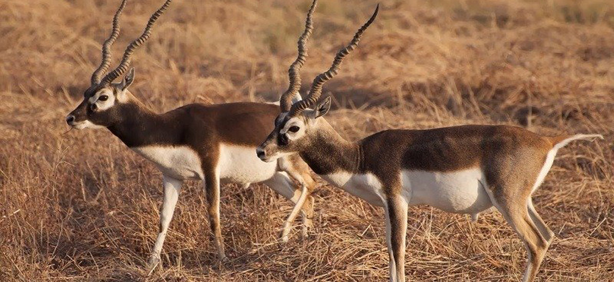 Gujarat s Wildlife Trail TSI Holidays